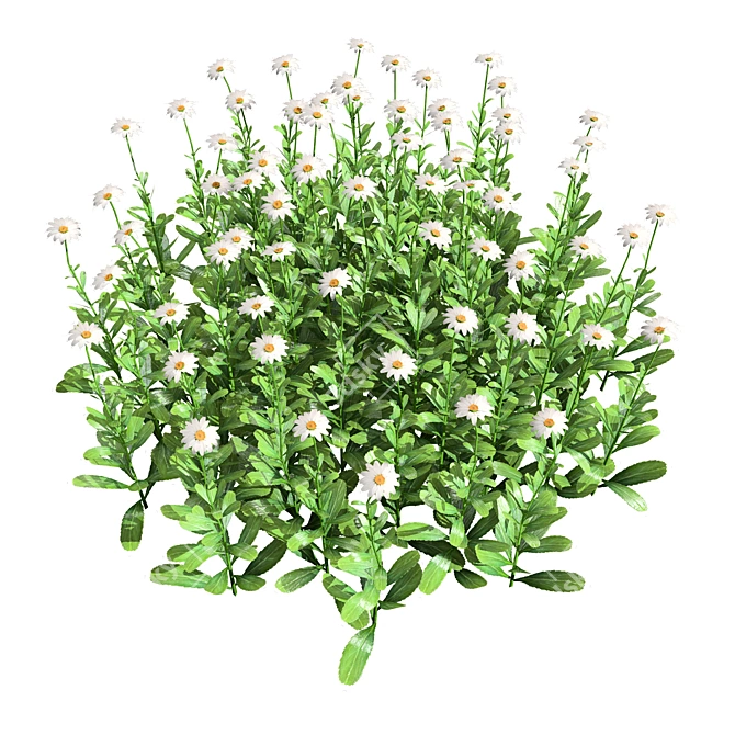 Vibrant 3D Daisy Flower Bush 3D model image 3