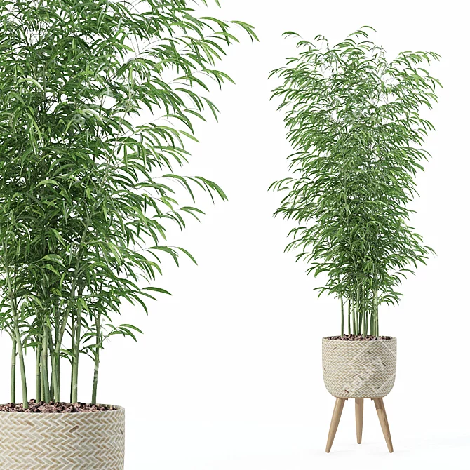  Modern Bamboo Plant in Pot 3D model image 1