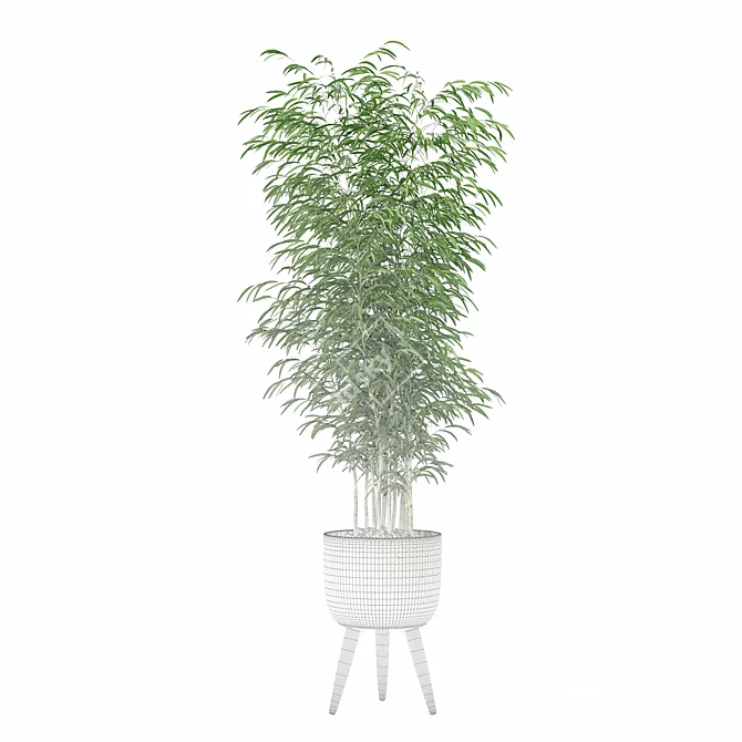  Modern Bamboo Plant in Pot 3D model image 2