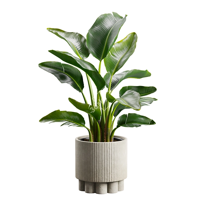 Tropical Strelitzia Houseplant Decor 3D model image 2