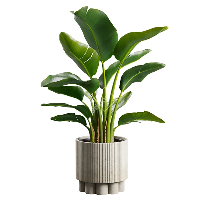 Tropical Strelitzia Houseplant Decor 3D model image 5