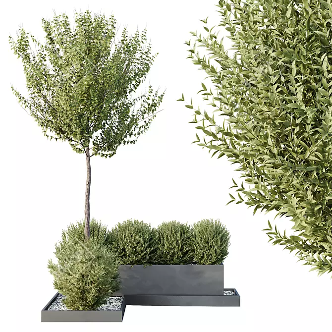 Model Tree Bush Garden Box 3D model image 2