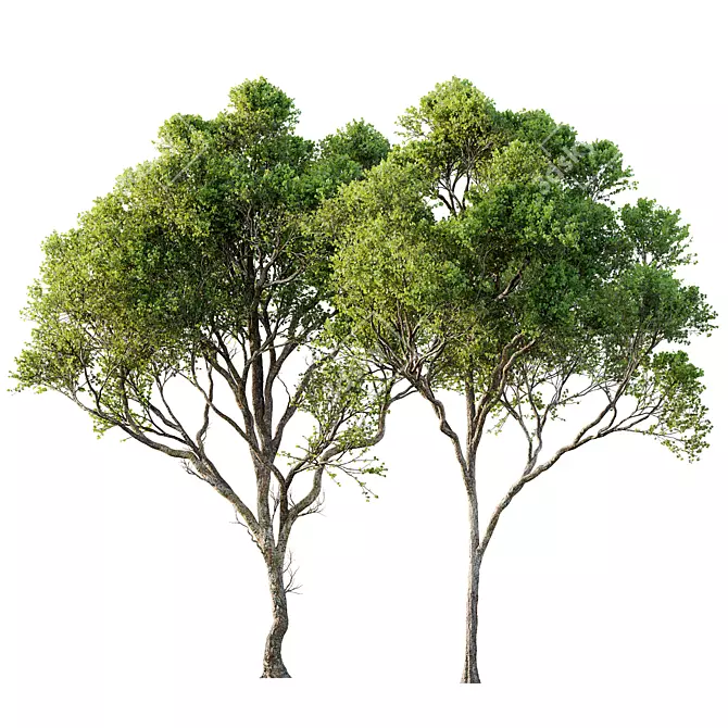 Spring Acer Pseudoplatanus 3D Models 3D model image 1