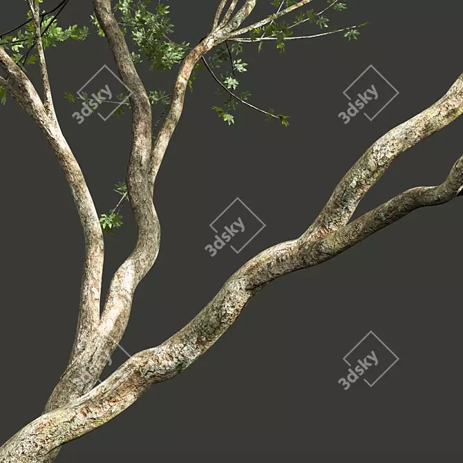 Spring Acer Pseudoplatanus 3D Models 3D model image 3