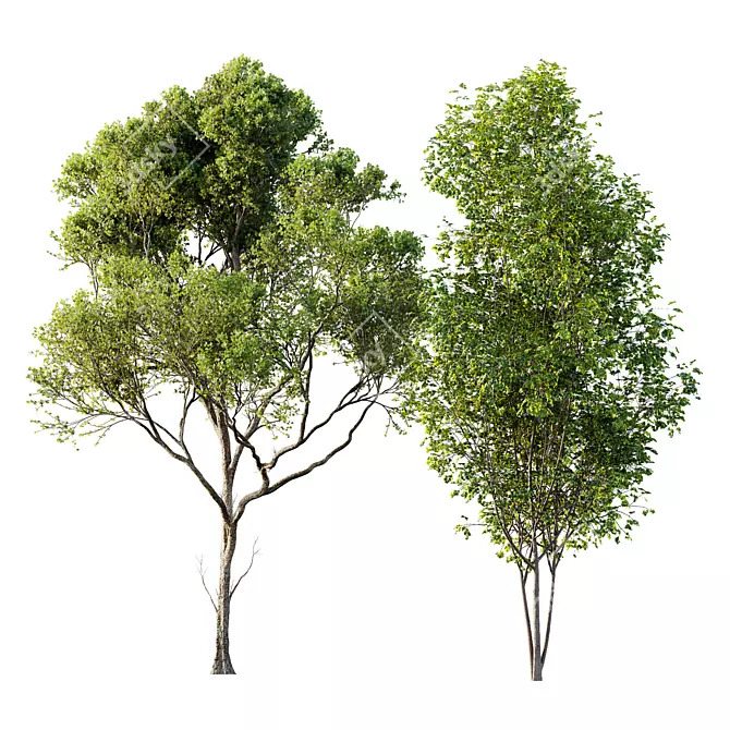 Spring Acer 3D Tree Models 3D model image 1