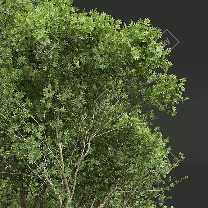 Spring Acer 3D Tree Models 3D model image 3