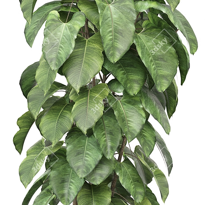  Indoor Plants Collection 1143 3D model image 4