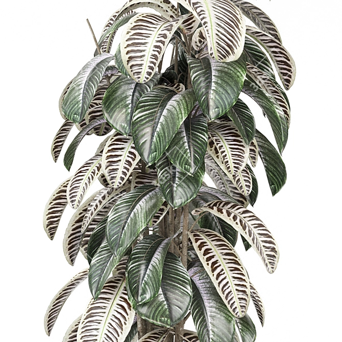 Modern Indoor Plants Collection 3D model image 4