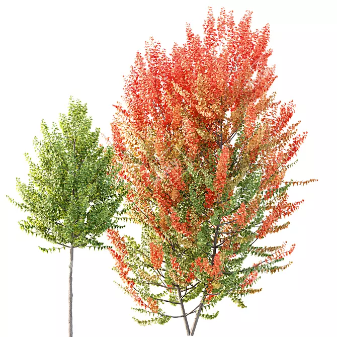 Maple Sapindaceae 3D Models Collection 3D model image 2