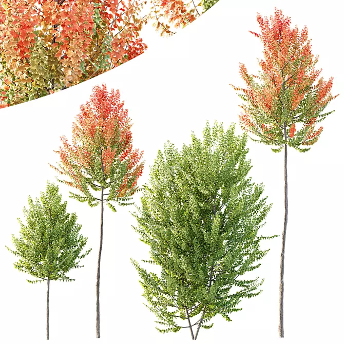 Maple Sapindaceae 3D Models Collection 3D model image 3