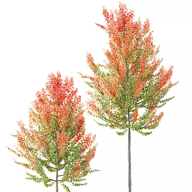 Maple Sapindaceae 3D Models Collection 3D model image 4