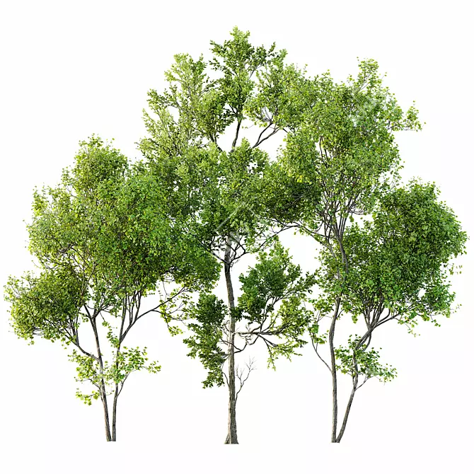 Summer Trees 3D Models Collection 3D model image 1