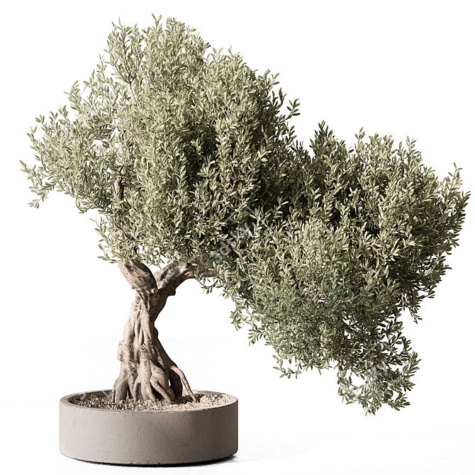 Olive Bonsai Indoor Plant 3D model image 1