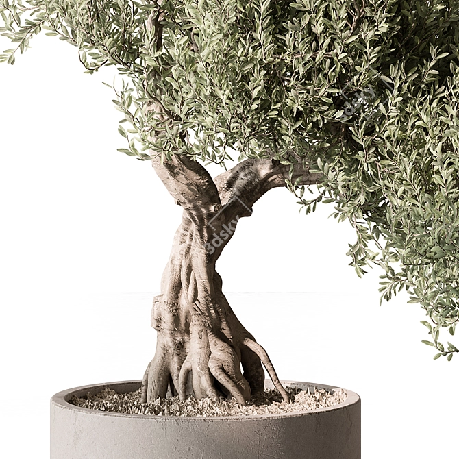 Olive Bonsai Indoor Plant 3D model image 2