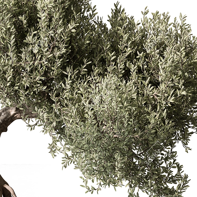 Olive Bonsai Indoor Plant 3D model image 3