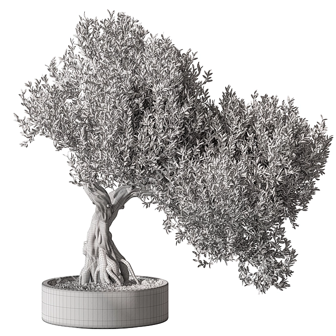 Olive Bonsai Indoor Plant 3D model image 4