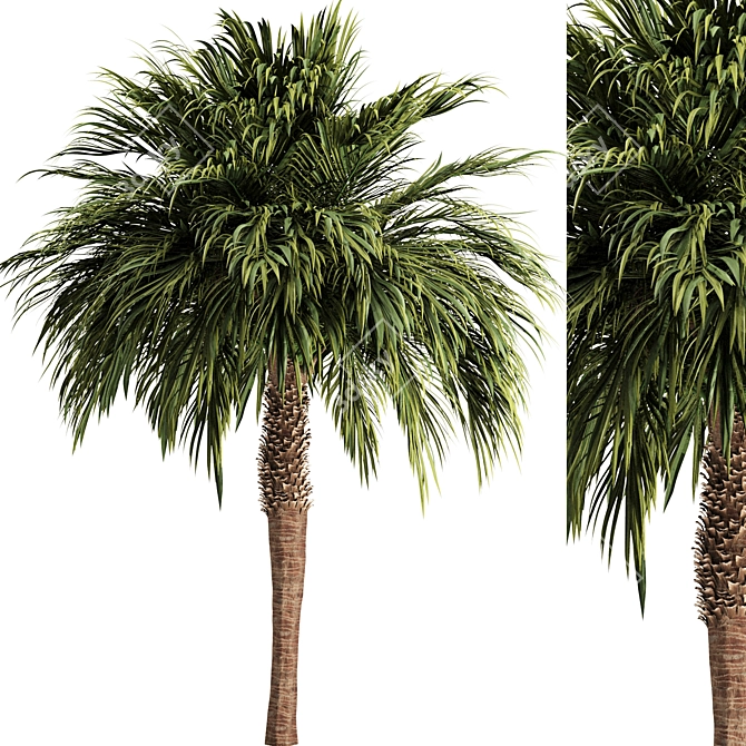 Tropical Palm Tree 3D Model 3D model image 1