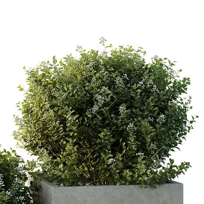 Garden Box Tree Bush Models 3D model image 4