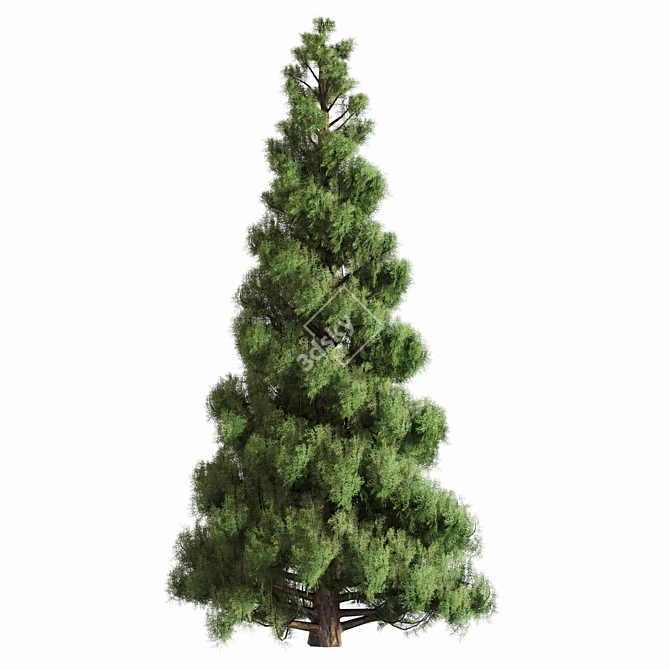 Pine Tree Set for 3D 3D model image 4