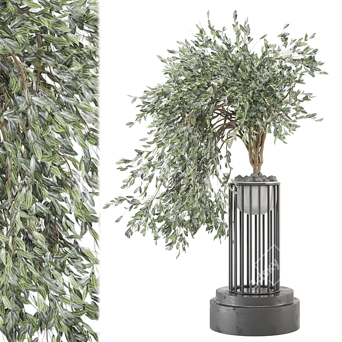 Indoor Plants Set 1154: 3D Models 3D model image 1