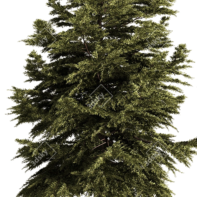 Pine Tree Conifer 2016 Model 3D model image 2