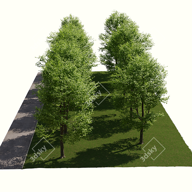 Urban Landscape Toolkit: Asphalt & Trees 3D model image 4