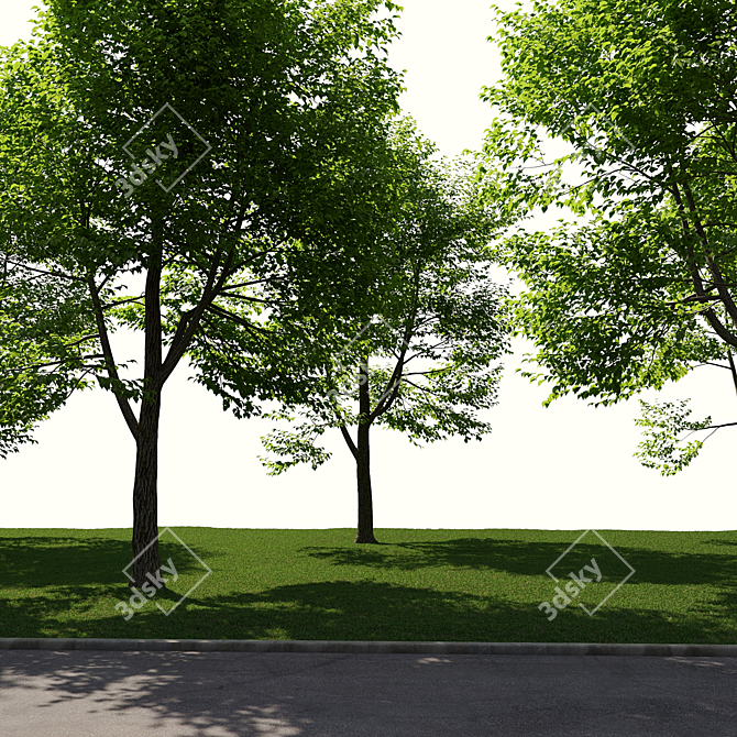 Urban Landscape Toolkit: Asphalt & Trees 3D model image 6