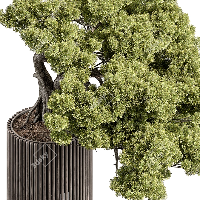 Lush Bonsai Indoor Plant 3D model image 2