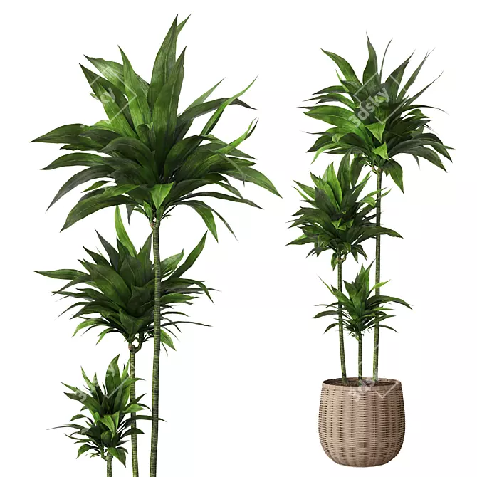 Elegant Indoor Aspidistra Plant 3D model image 2