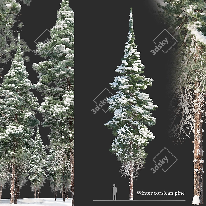 Snow-Capped Corsican Pine 3D model image 1