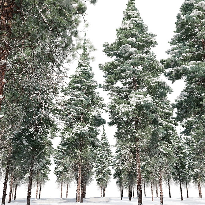 Snow-Capped Corsican Pine 3D model image 2