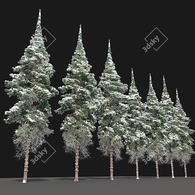 Snow-Capped Corsican Pine 3D model image 3