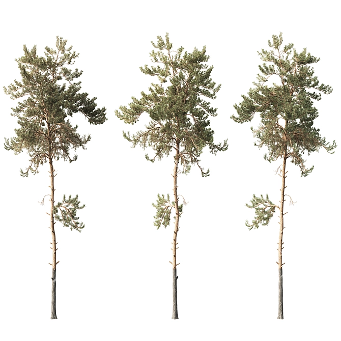 Forest Pine Tree 15m Model 3D model image 1