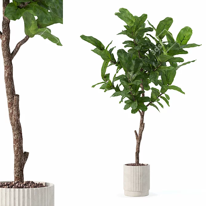 Modern Ficus Lyrata in Pot 3D model image 1