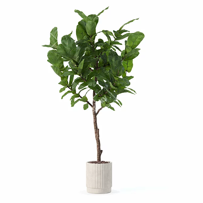 Modern Ficus Lyrata in Pot 3D model image 2