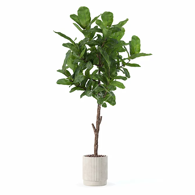 Modern Ficus Lyrata in Pot 3D model image 3