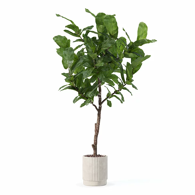 Modern Ficus Lyrata in Pot 3D model image 4