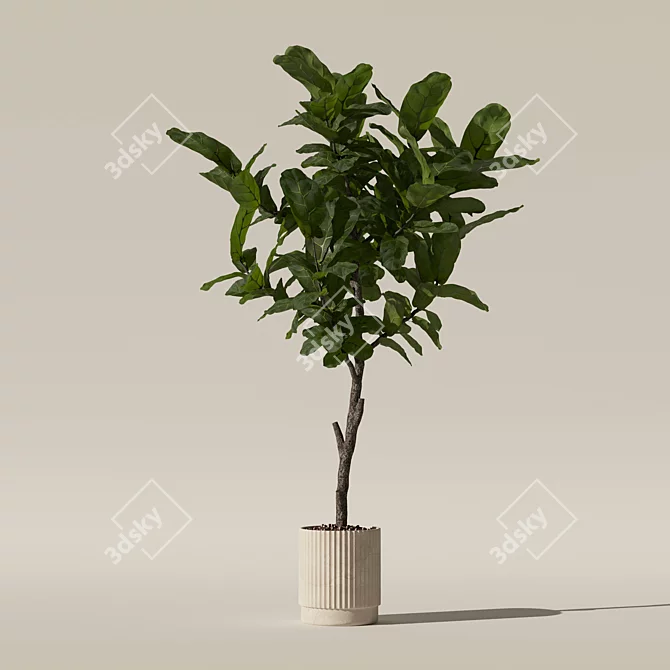 Modern Ficus Lyrata in Pot 3D model image 6