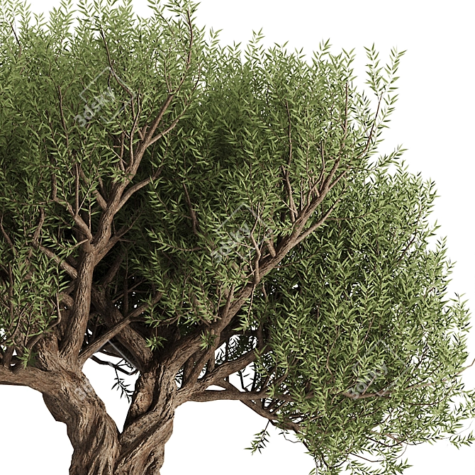 Alluring Olive Tree Set 3D 3D model image 3