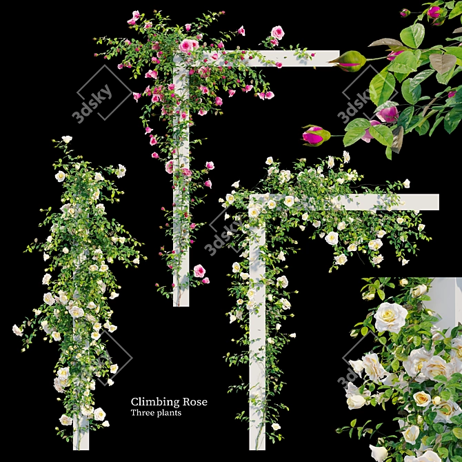 Title: Colorful Climbing Rose Flowers 3D model image 1