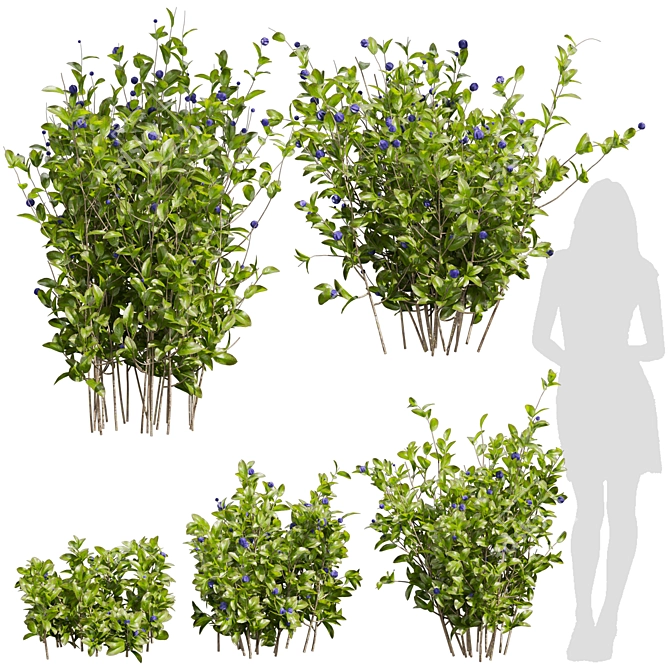 Blueberry Bush Plant Collection 3D model image 1