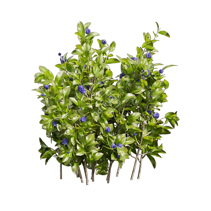 Blueberry Bush Plant Collection 3D model image 3