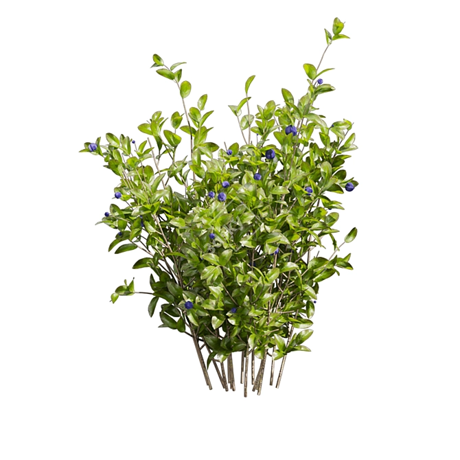 Blueberry Bush Plant Collection 3D model image 4