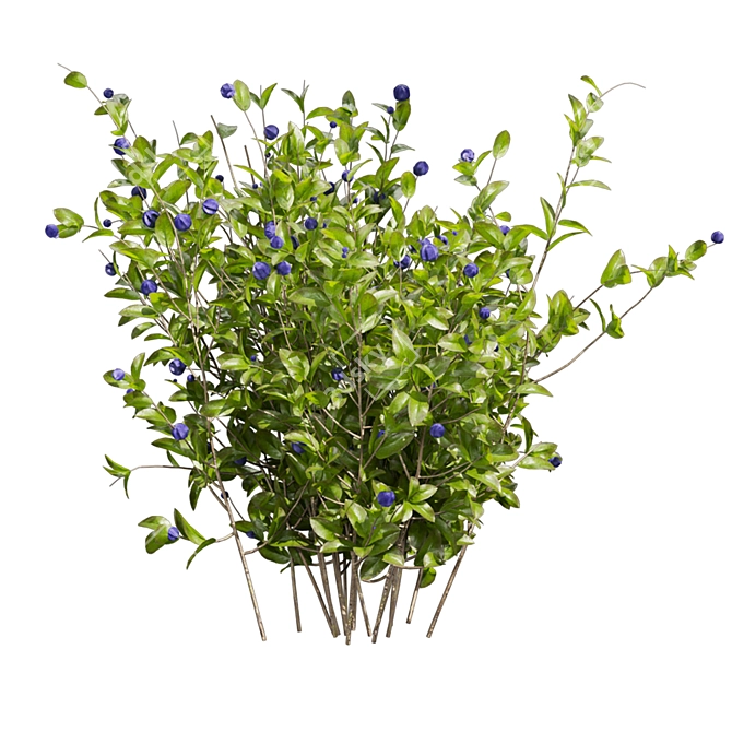 Blueberry Bush Plant Collection 3D model image 5