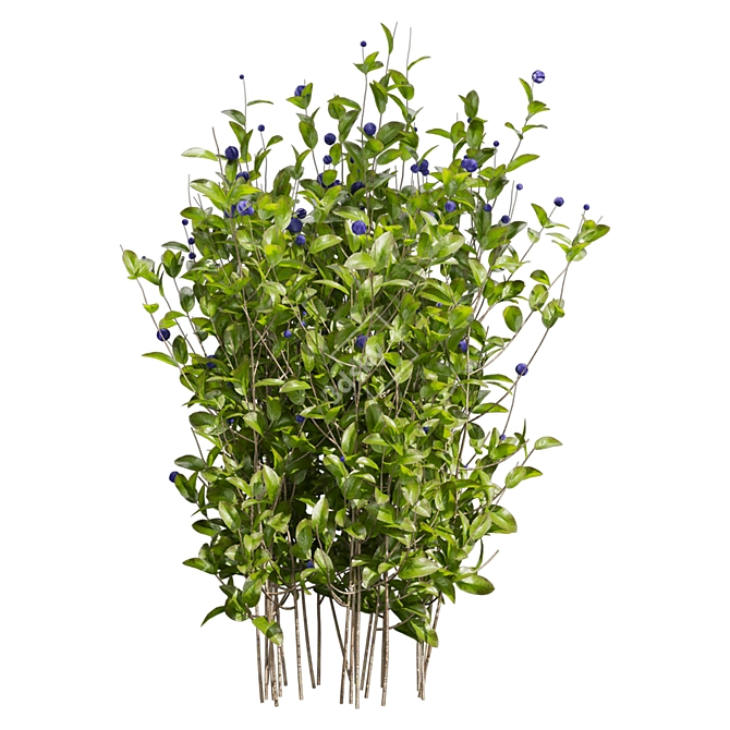 Blueberry Bush Plant Collection 3D model image 6