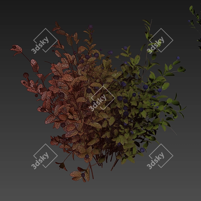 Blueberry Bush Plant Collection 3D model image 7