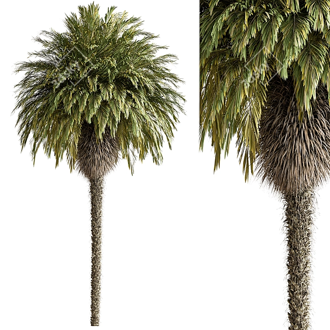  Palm Tree Set 288 3D model image 1