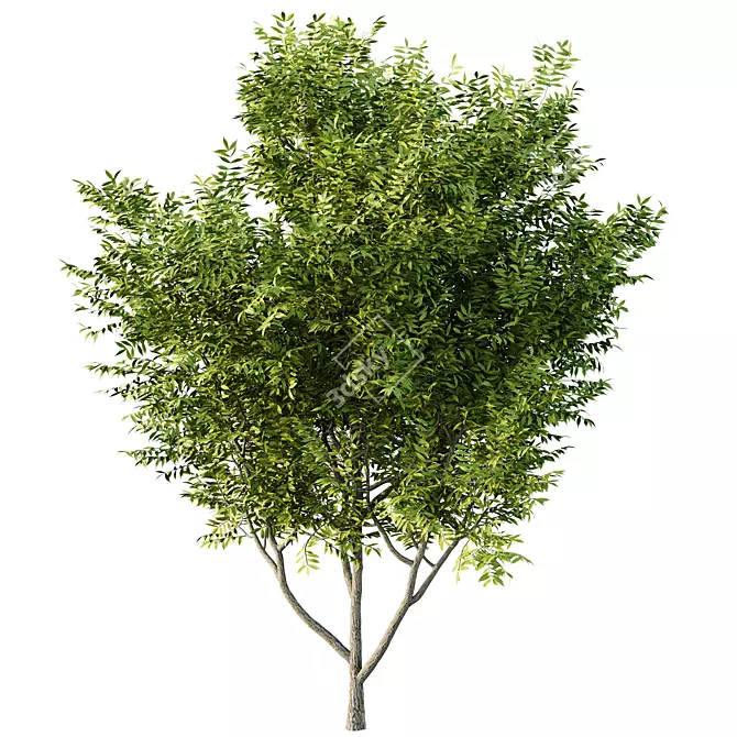 Manchurian Ash Tree 3D Models 3D model image 2