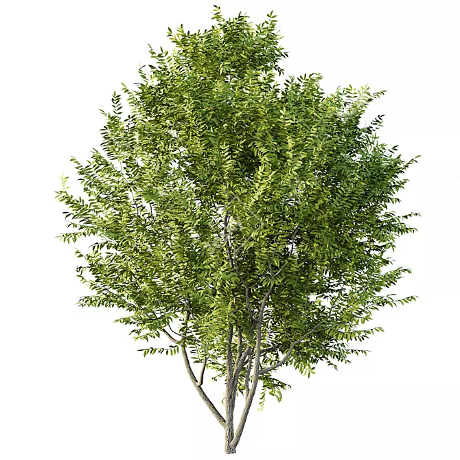 Manchurian Ash Tree 3D Models 3D model image 3