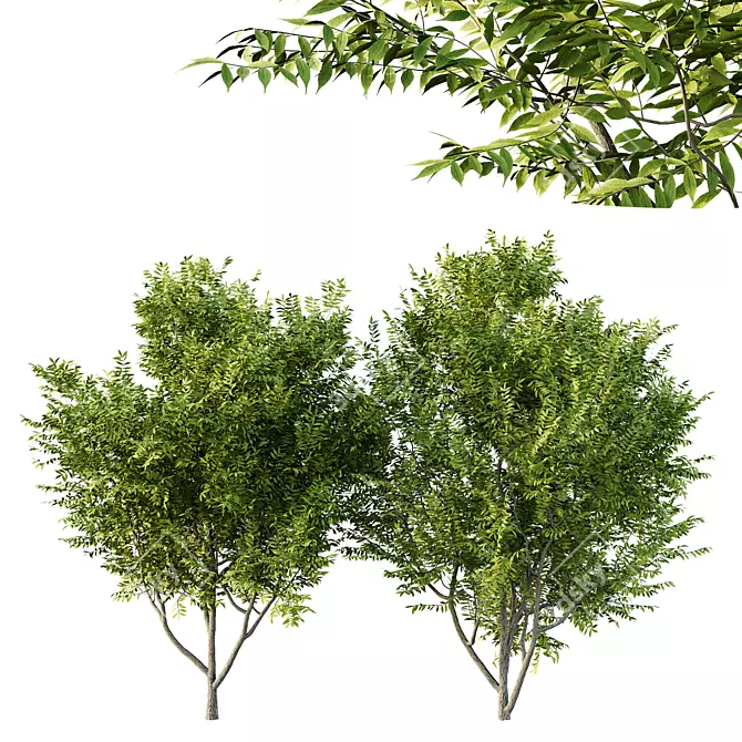 Manchurian Ash Tree 3D Models 3D model image 9